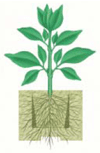 Example of a Young Plant