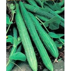 Cucumber 1 packet (120 seeds)